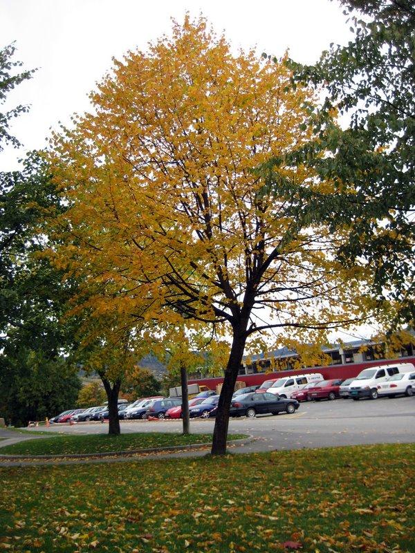 Leaves, autumn