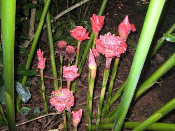 Are these called Candle Flowers?