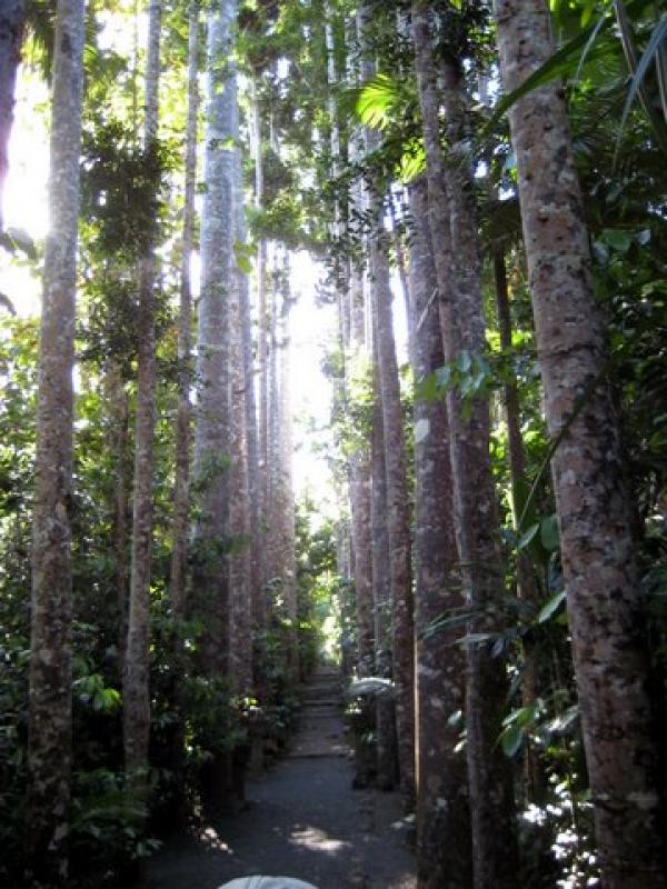 This is a view of Kauri Avenue